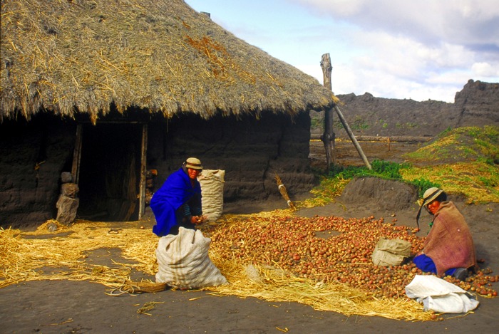 A l'Ã©cole des Andes - Tri des pommes de terre