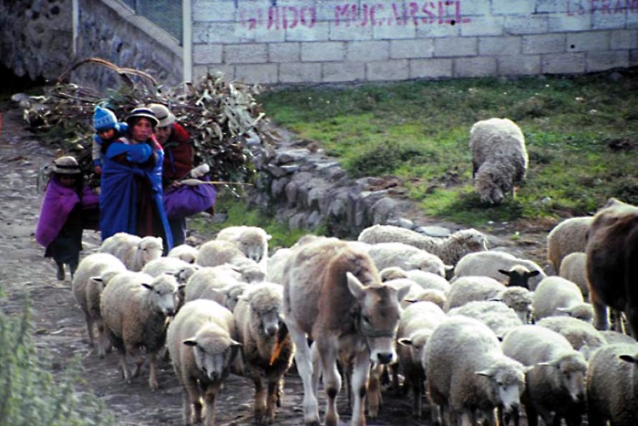 A l'Ã©cole des Andes - Une vie de bergers